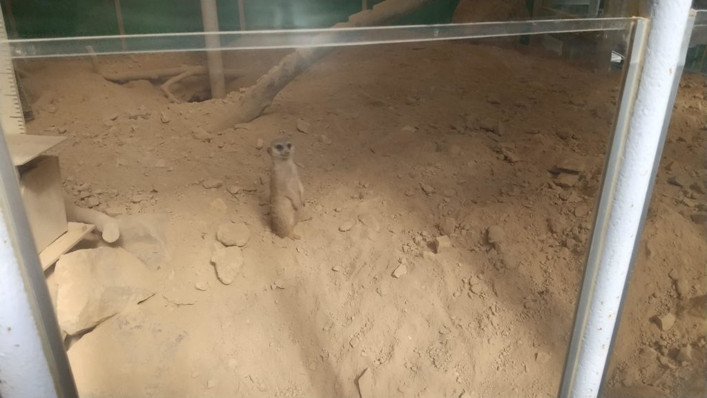 池田動物園の小さな動物　子供も大好きミーアキャット