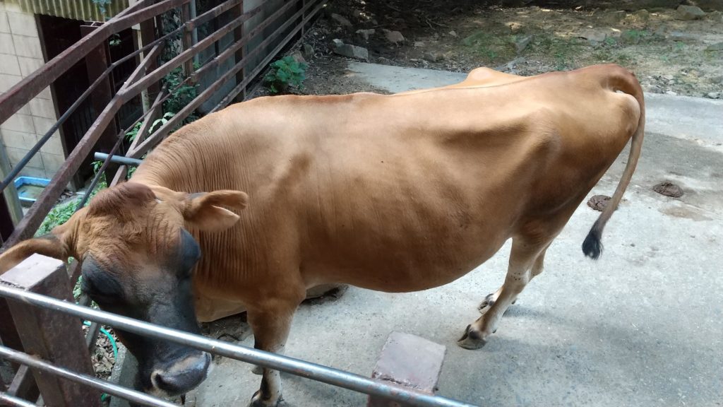 池田動物園　岡山県岡山市の動物園　料金や会える動物を紹介