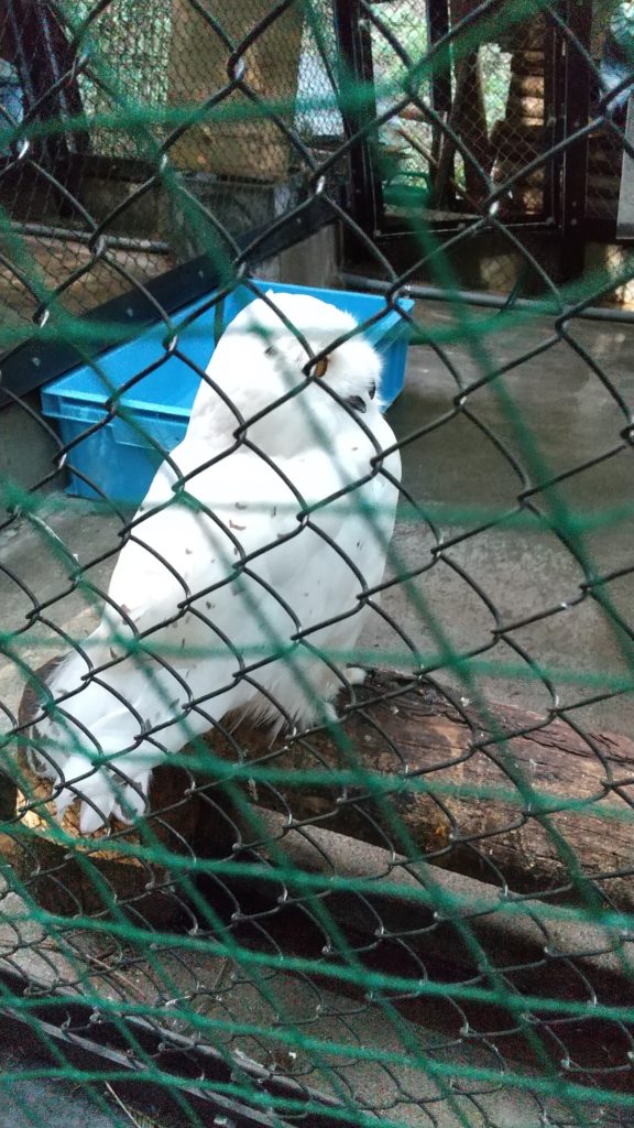 池田動物園の鳥　フラミンゴ・オウム・フクロウ・クジャク・ペンギン・・・意外と豊富です